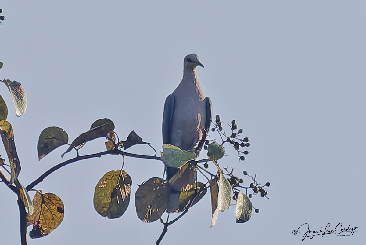 Tambourine Dove - ML644627071