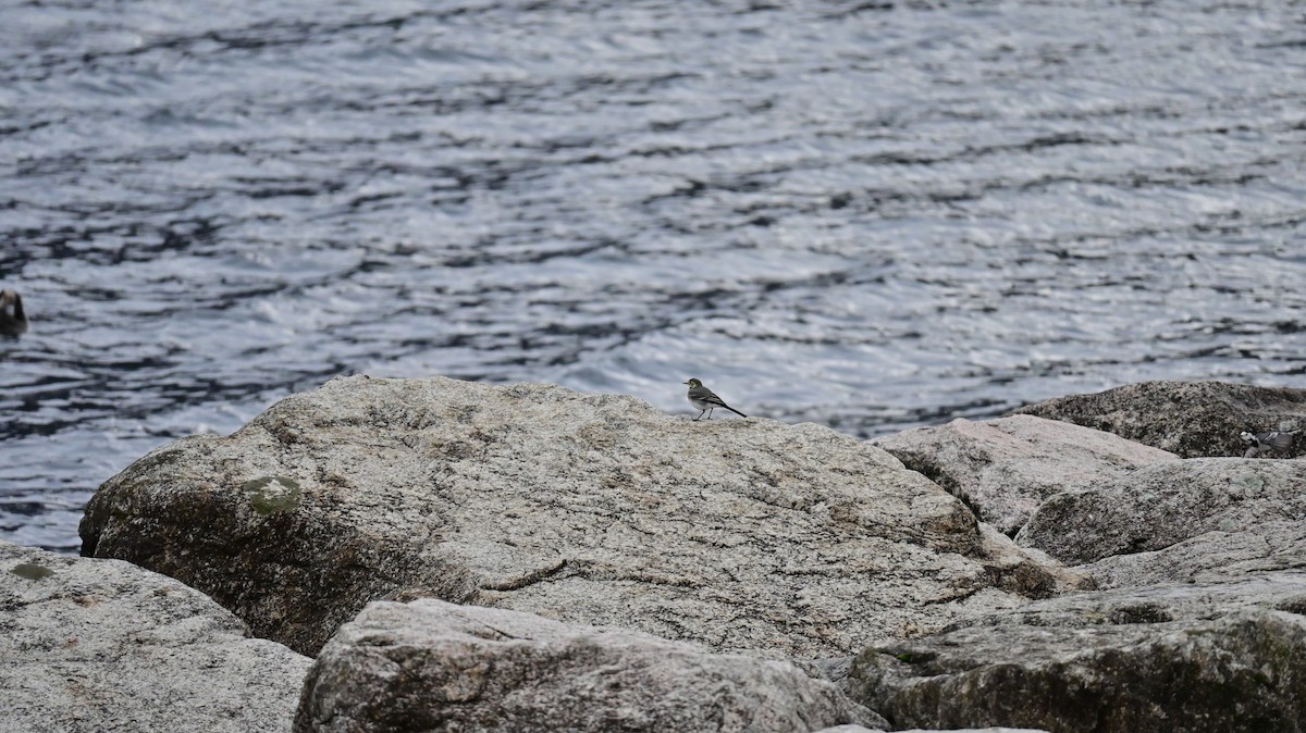 White Wagtail - ML644627072