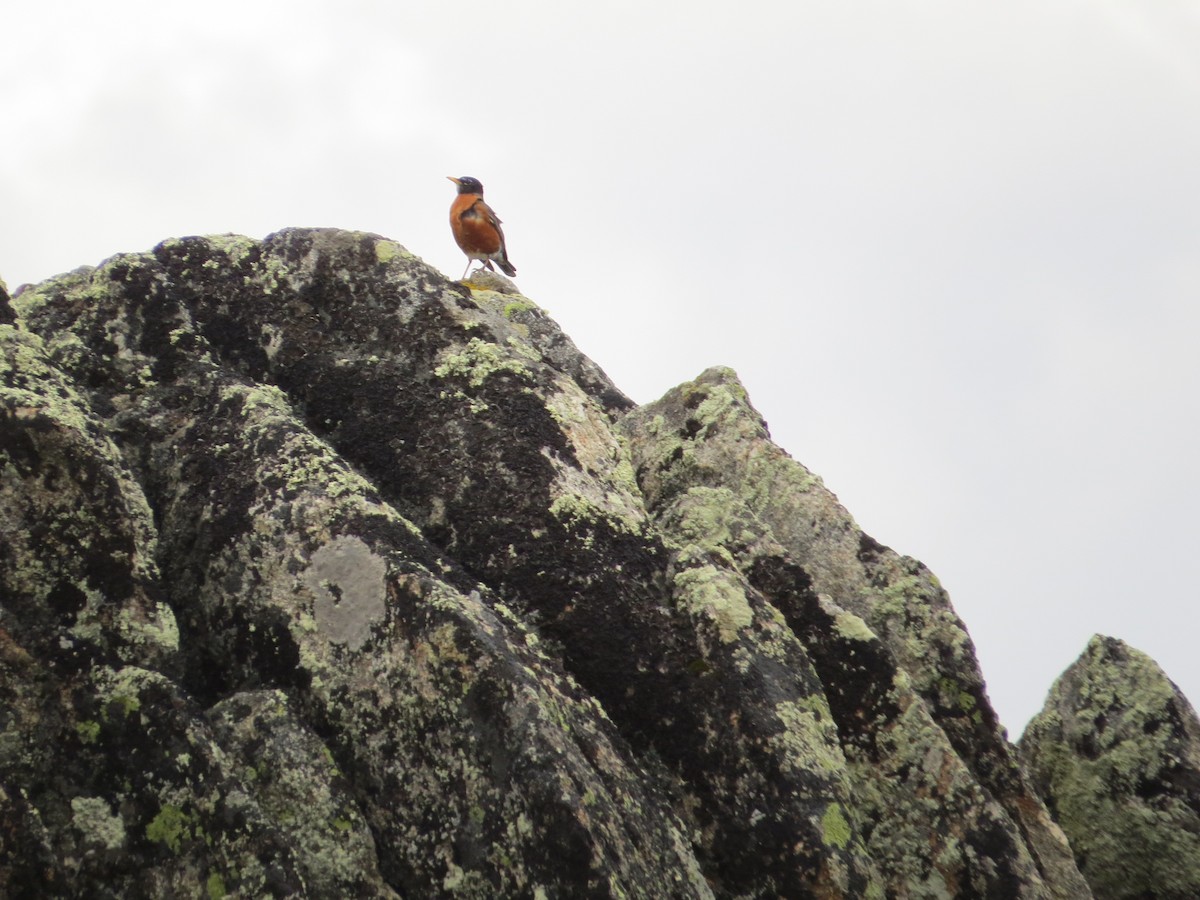 drozd stěhovavý - ML644627087