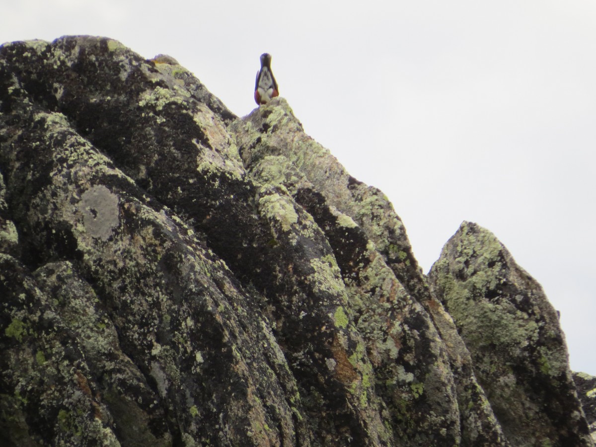 drozd stěhovavý - ML644627088