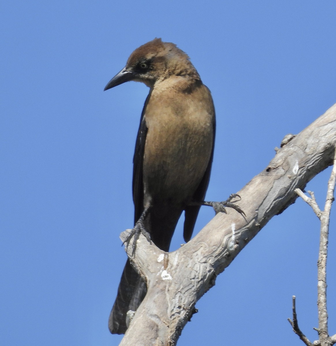 Great-tailed Grackle - ML644627089