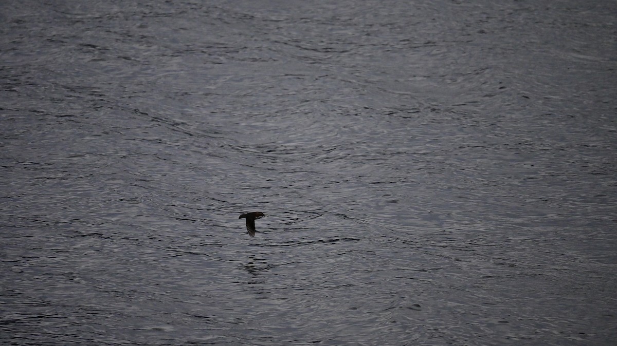 Пронурок біловолий - ML644627090