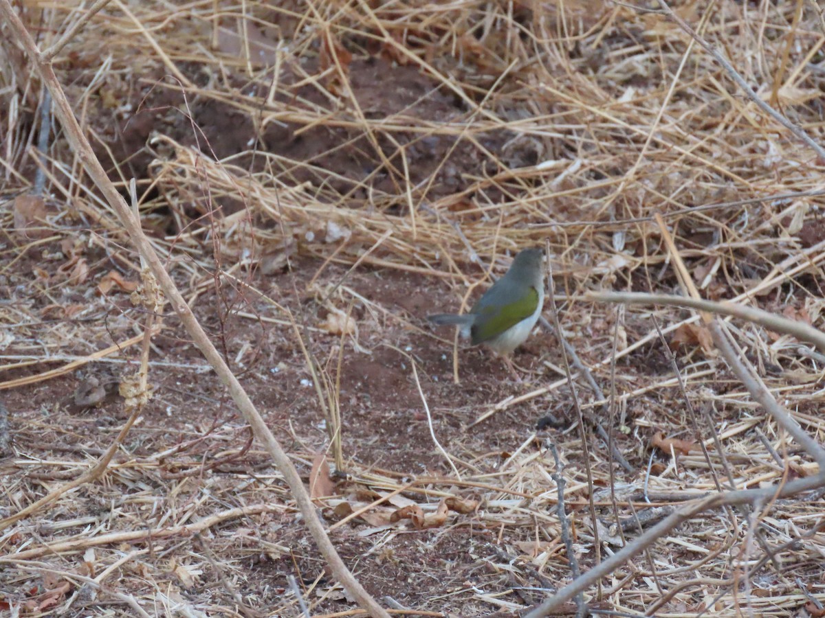 Green-backed Camaroptera - ML644627094