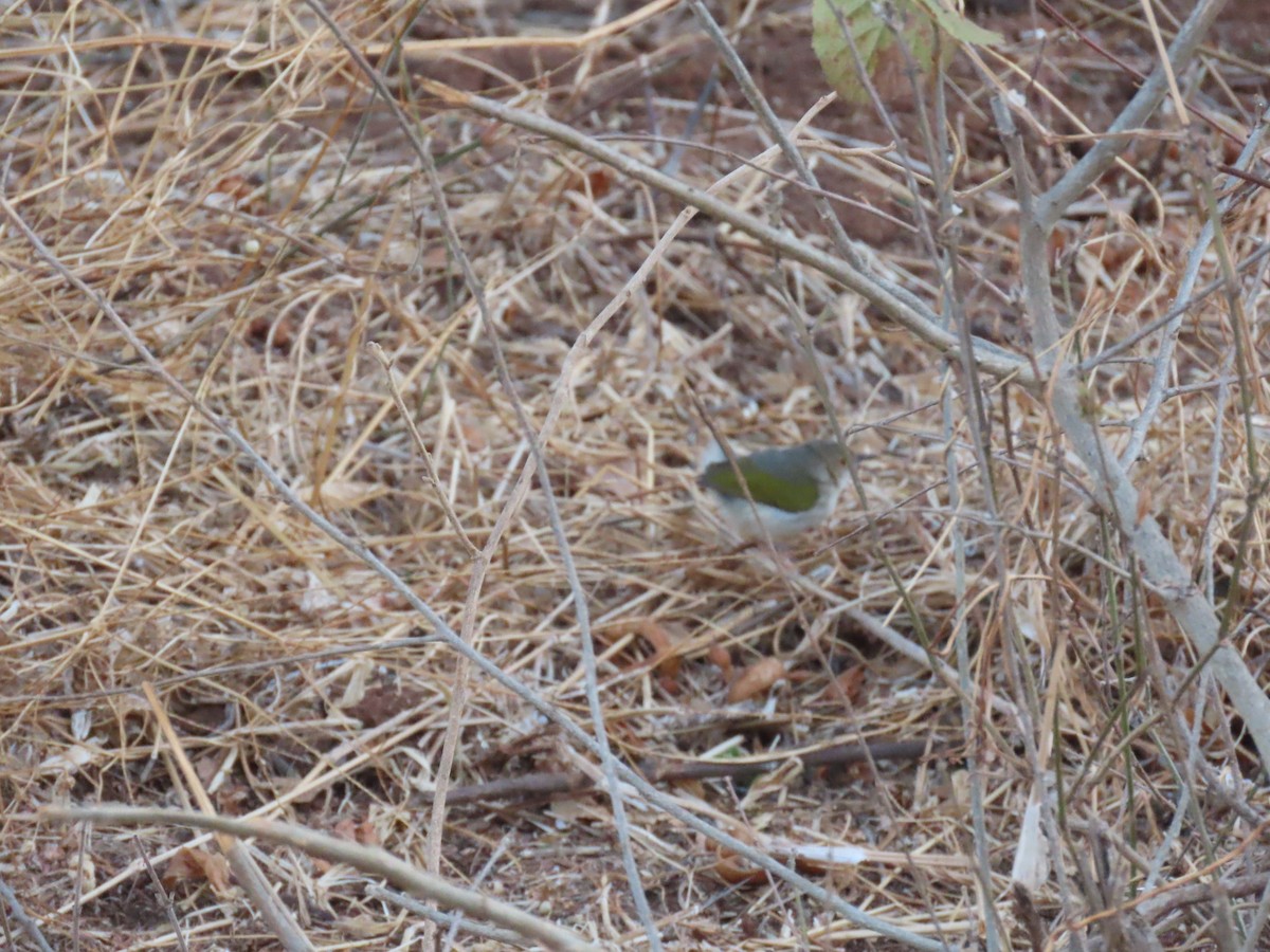 Green-backed Camaroptera - ML644627095