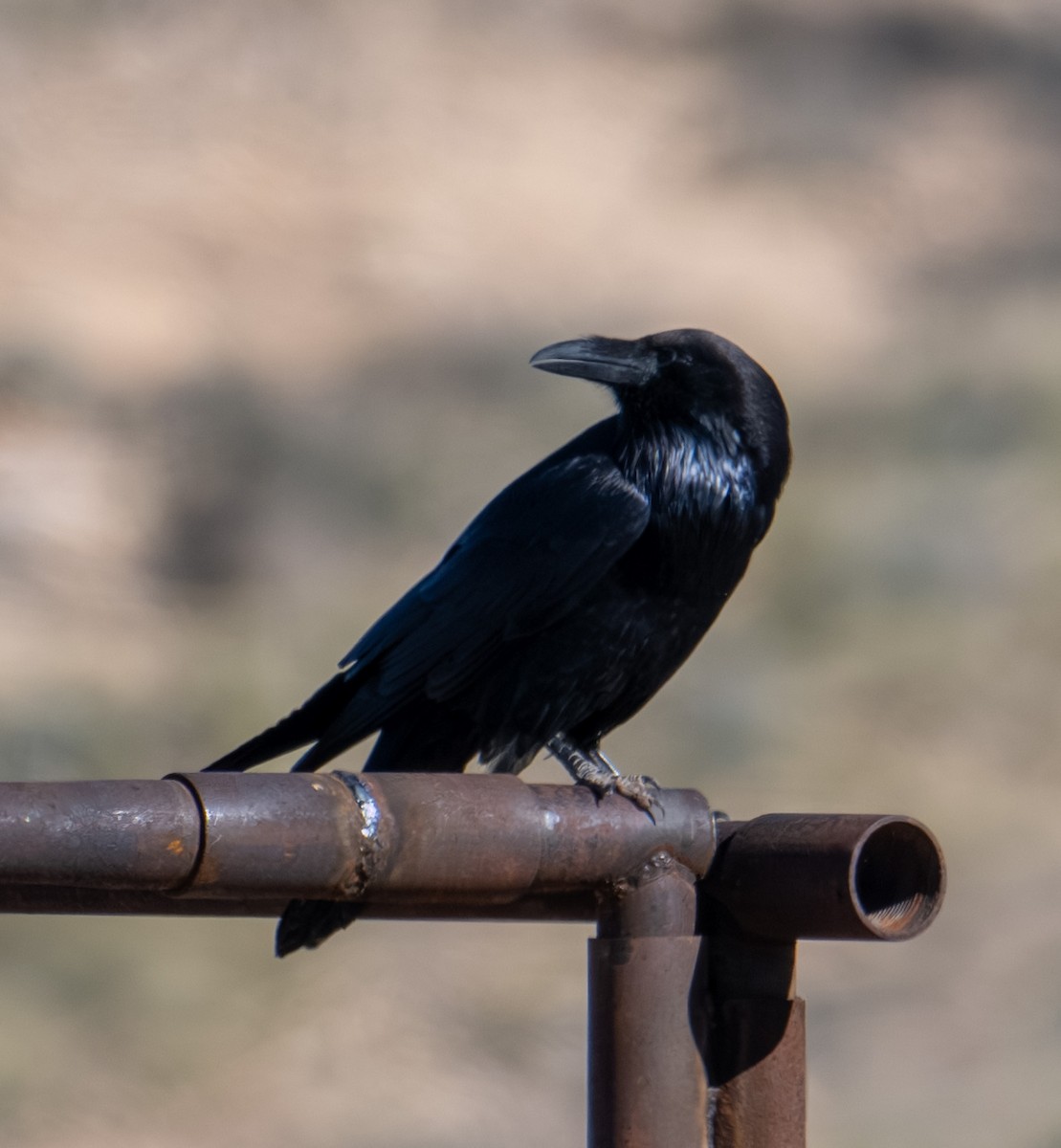 Kuzgun - ML644627129