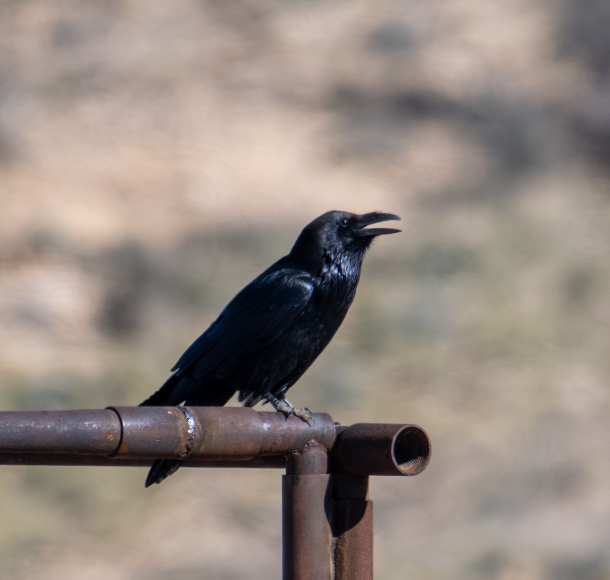 Ворон - ML644627130