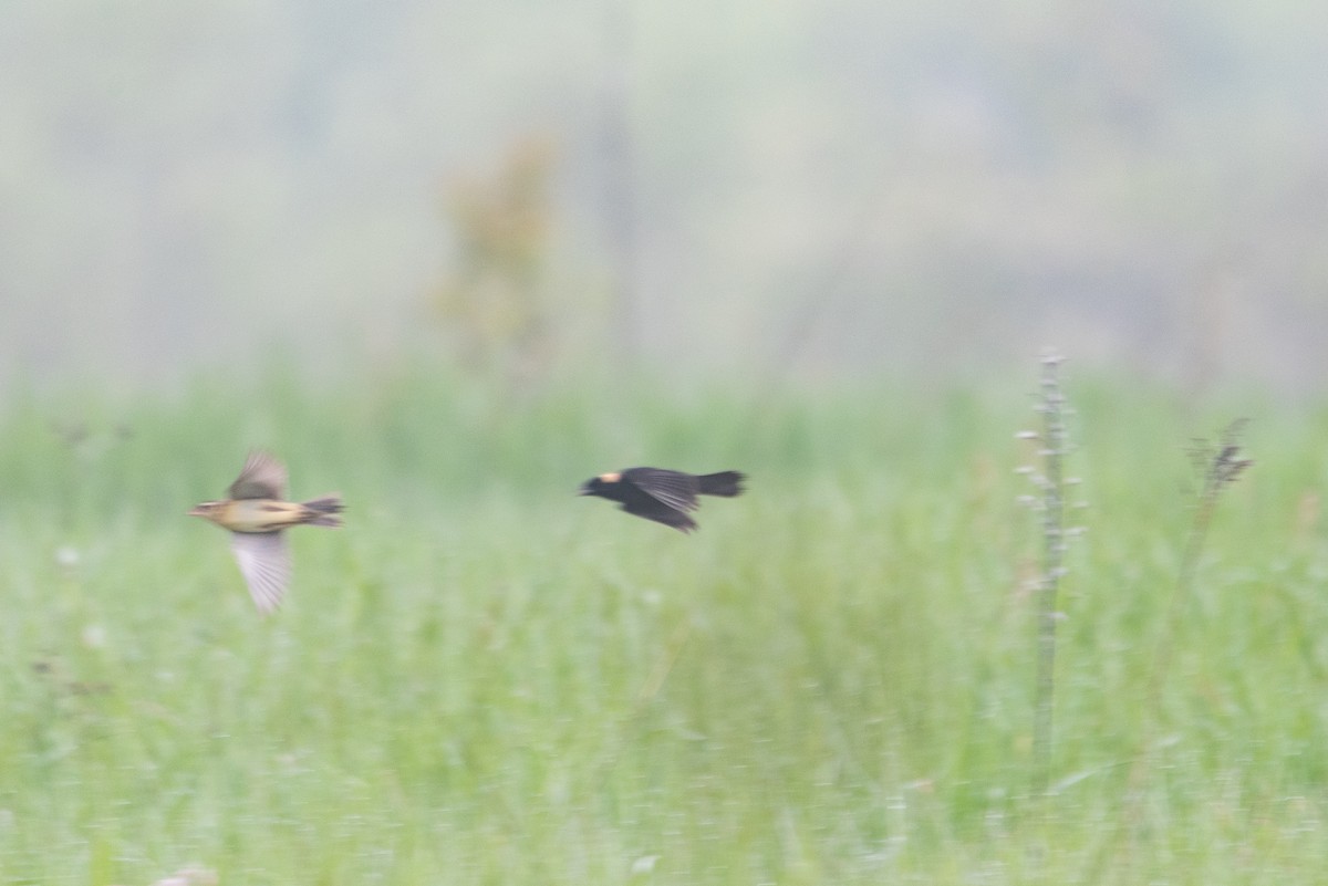 Bobolink - ML644627133