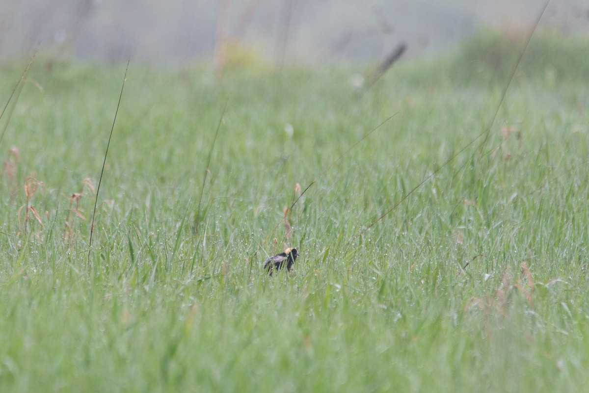 Bobolink - ML644627134