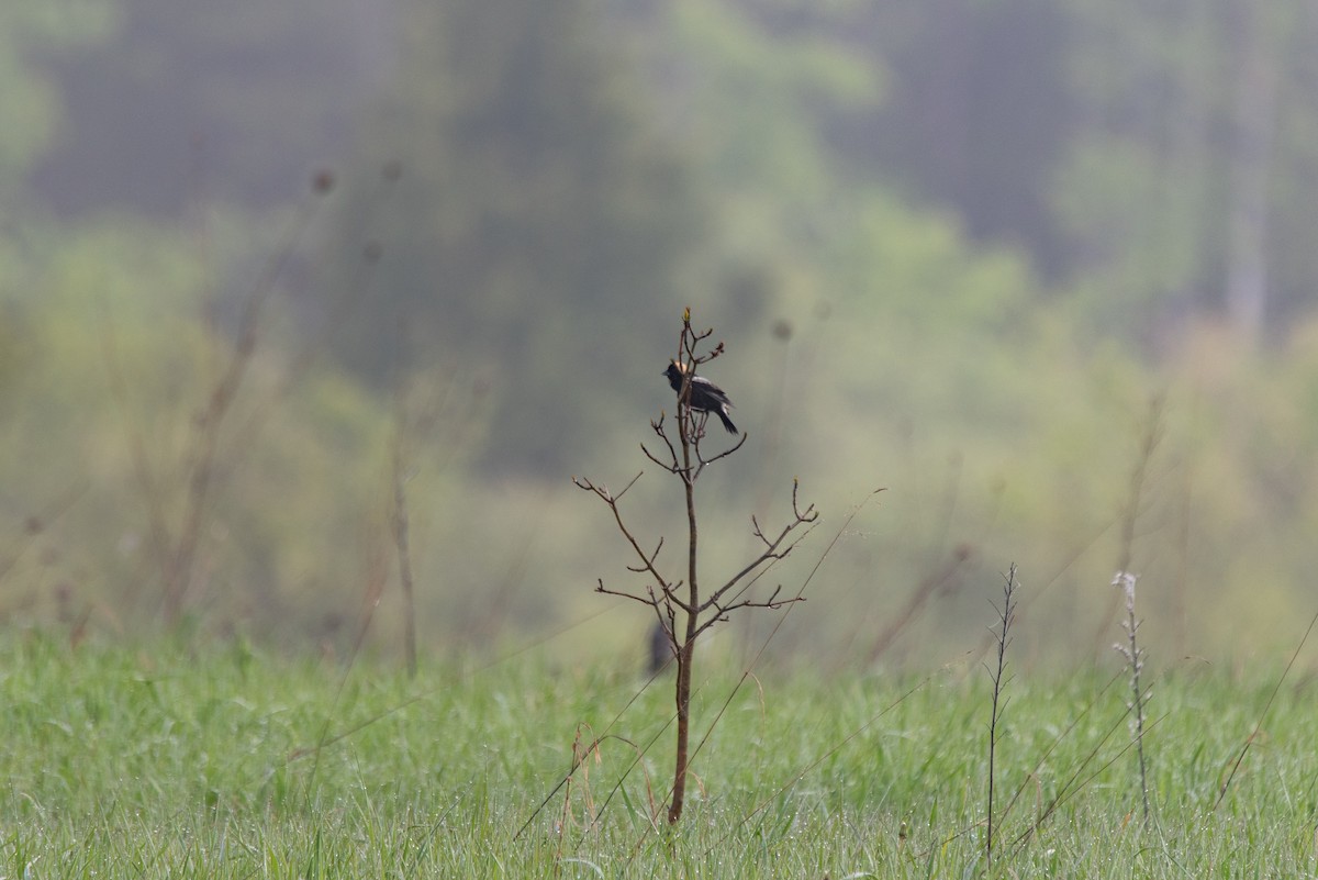 Bobolink - ML644627135