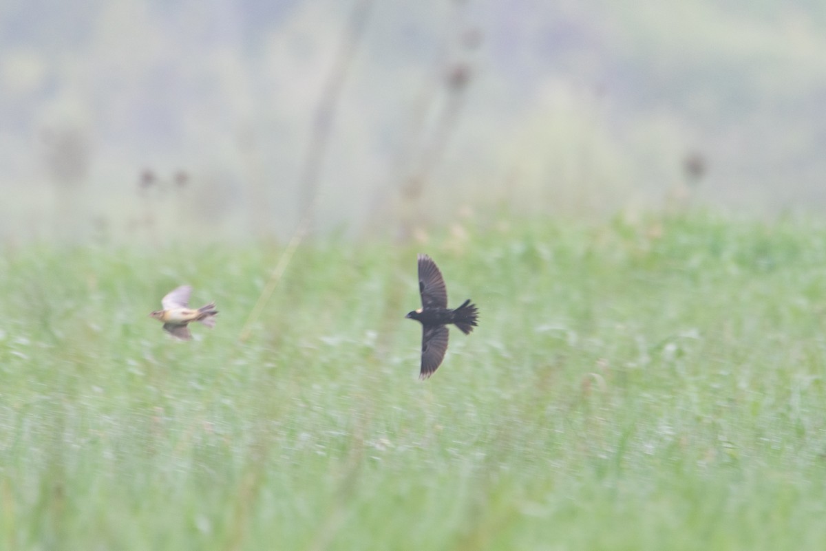 Bobolink - ML644627136