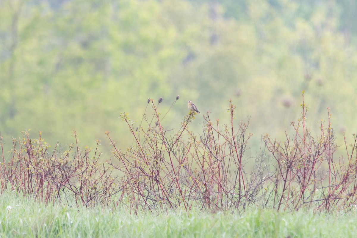 Bobolink - ML644627137