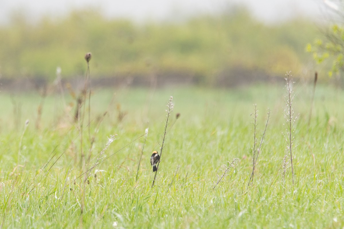 Bobolink - ML644627139