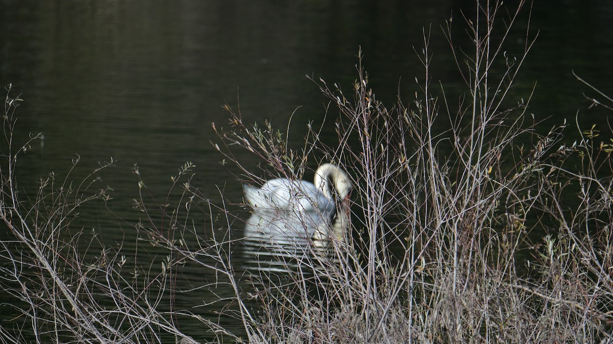 Cygne tuberculé - ML644627141