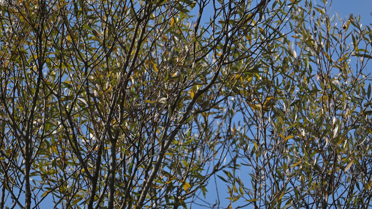 Eurasian Blue Tit - ML644627147