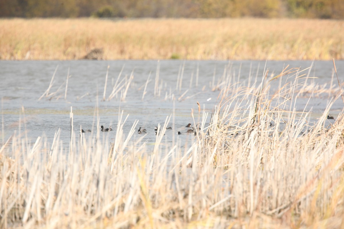 American Coot - ML644627153