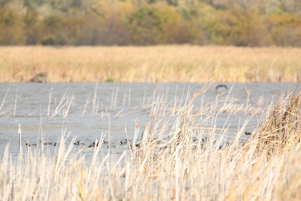 American Coot - ML644627154
