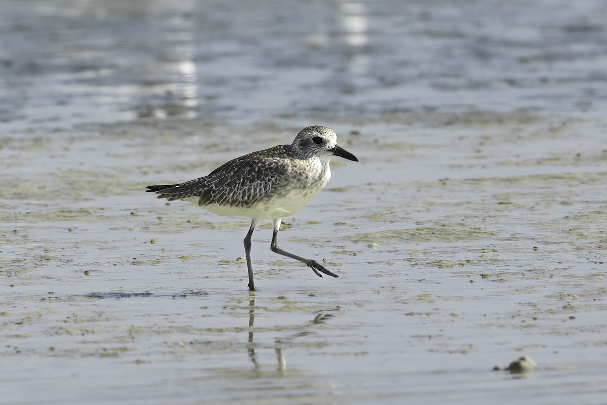 Буурал сүвээ цагаан - ML644627161