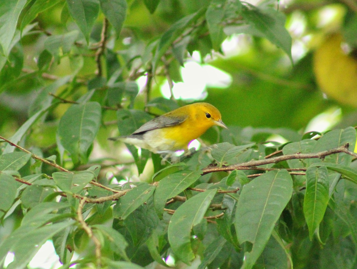 オウゴンアメリカムシクイ - ML644627163