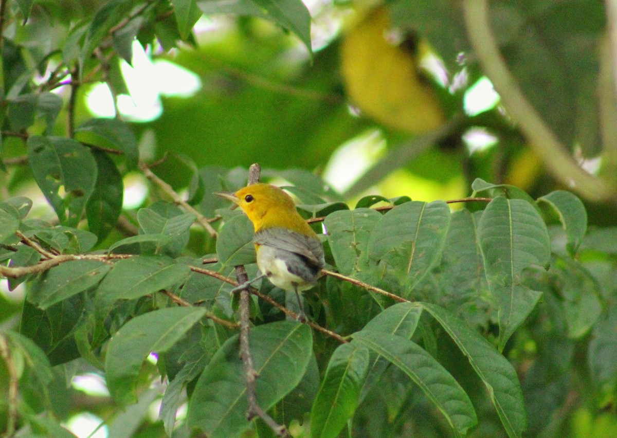 オウゴンアメリカムシクイ - ML644627164