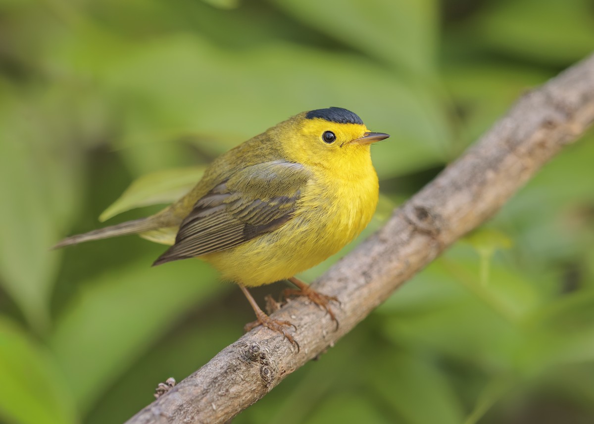 Wilson's Warbler - ML644627169