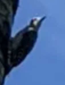 Hoffmann's Woodpecker - ML644627173