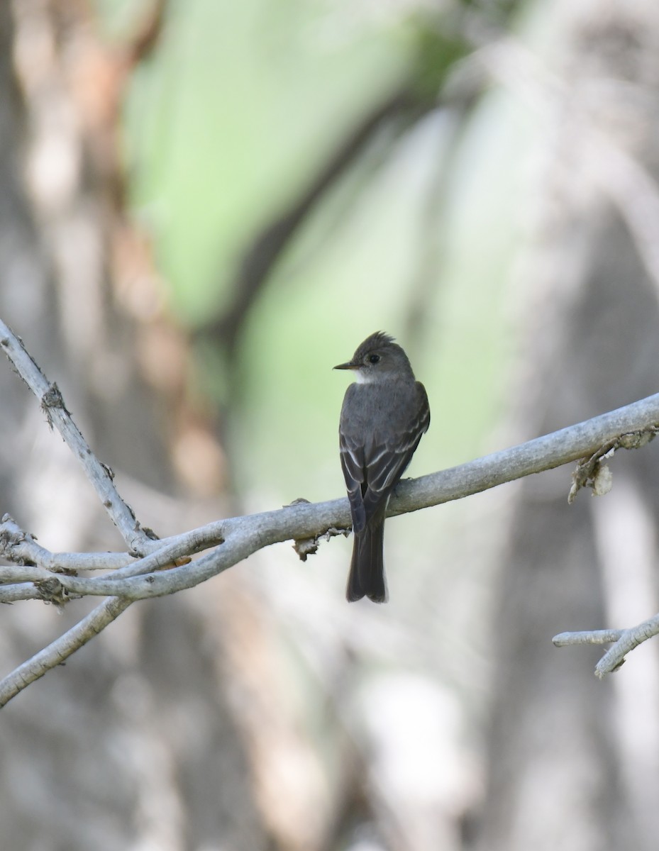 Pioui de l'Ouest - ML644627179