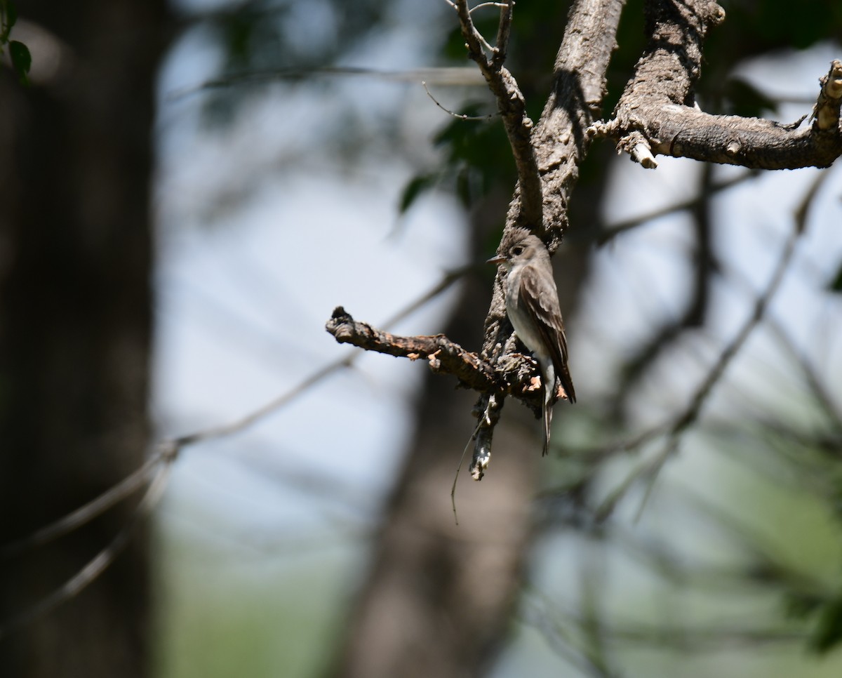 Pioui de l'Ouest - ML644627182