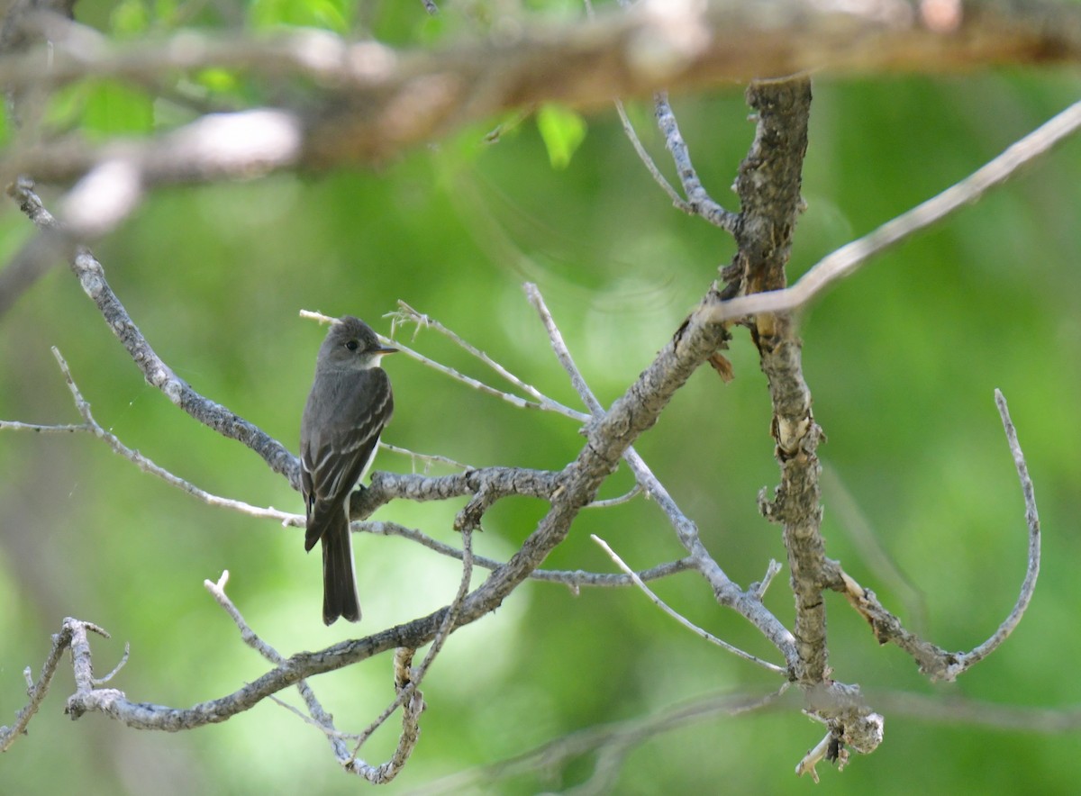 Pioui de l'Ouest - ML644627183