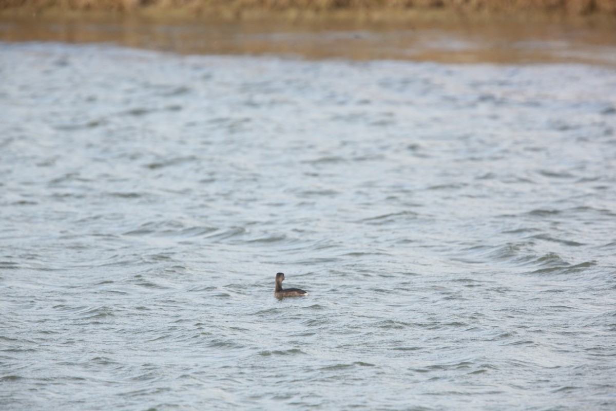 Bindentaucher - ML644627184