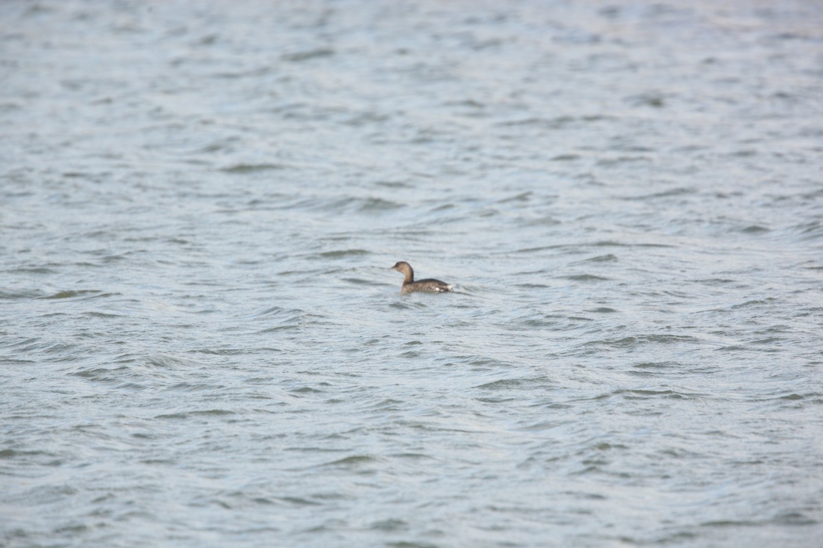 Bindentaucher - ML644627185