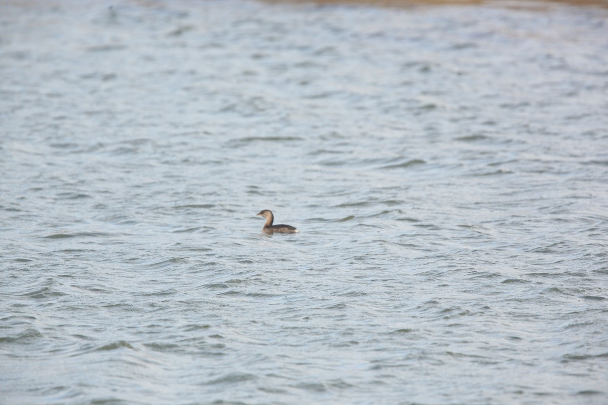 Bindentaucher - ML644627186