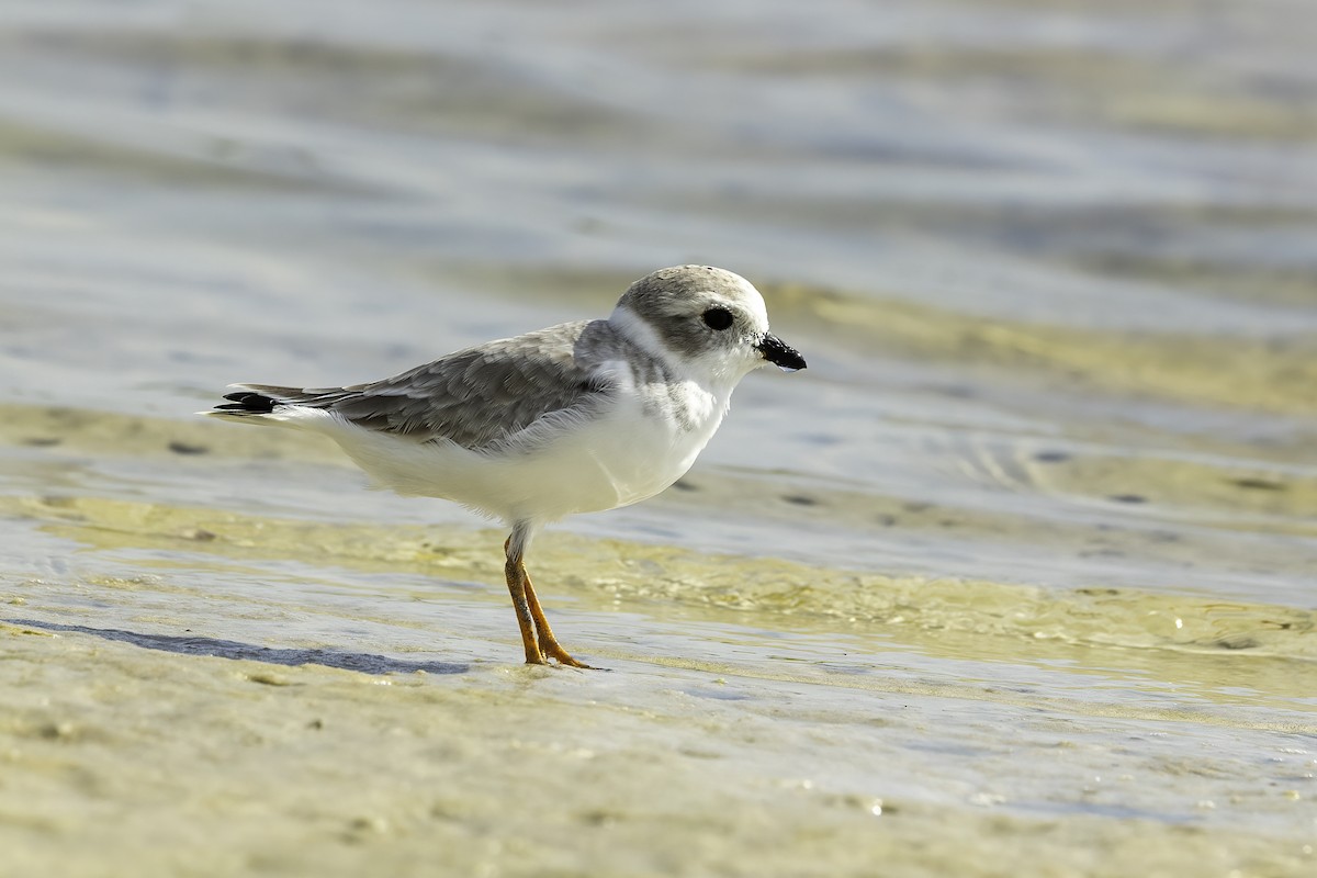 Islıkçı Cılıbıt - ML644627189