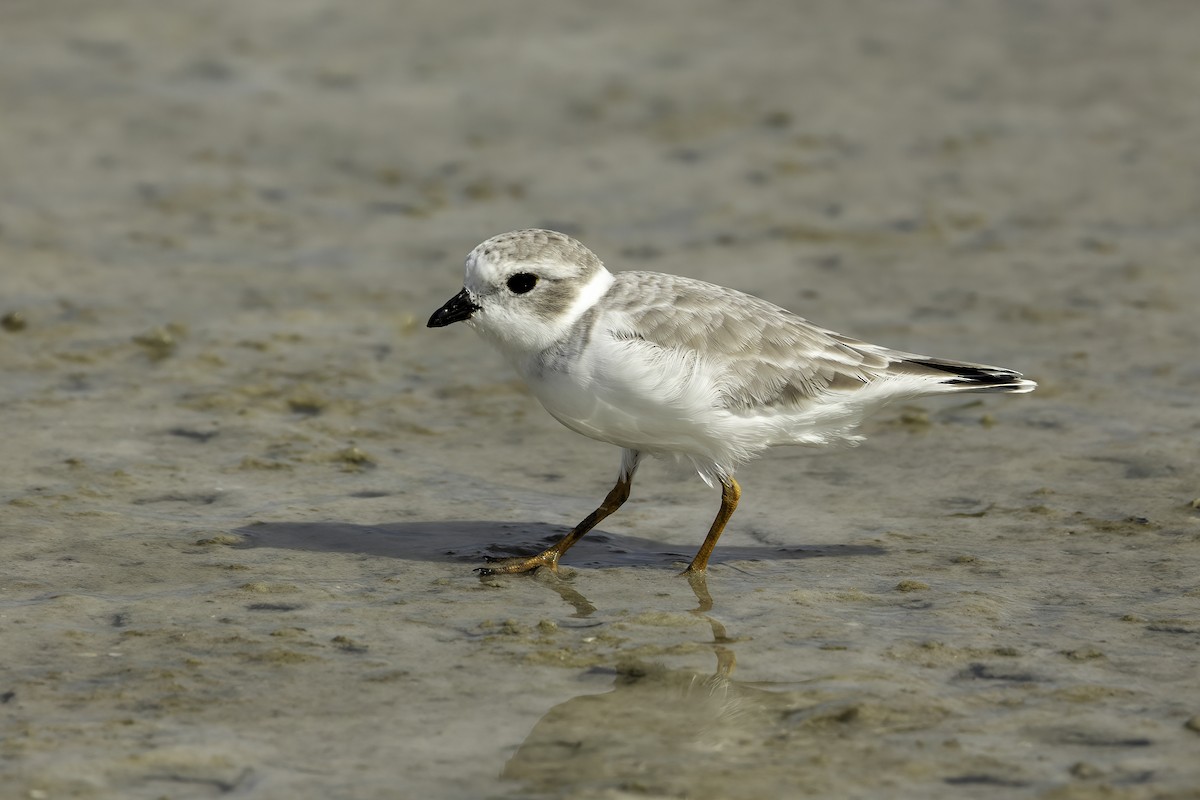 Islıkçı Cılıbıt - ML644627191