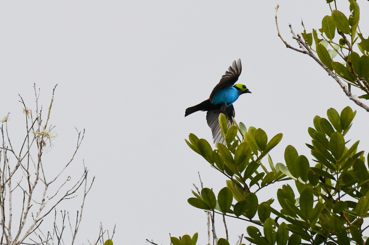 Paradise Tanager - ML644627202