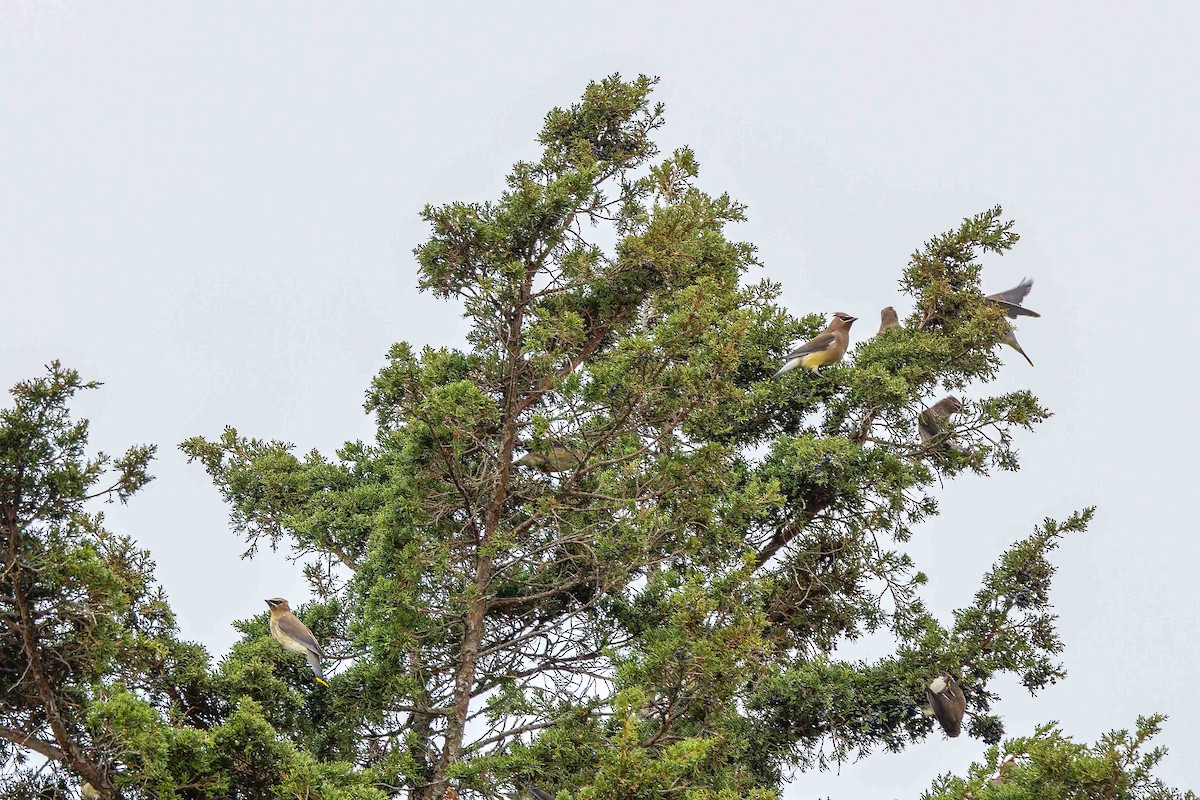 Buztanori amerikarra - ML644627203