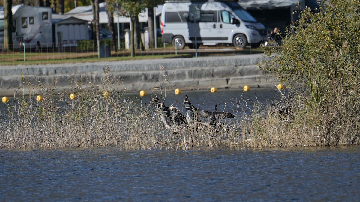 Cormorán Grande - ML644627206