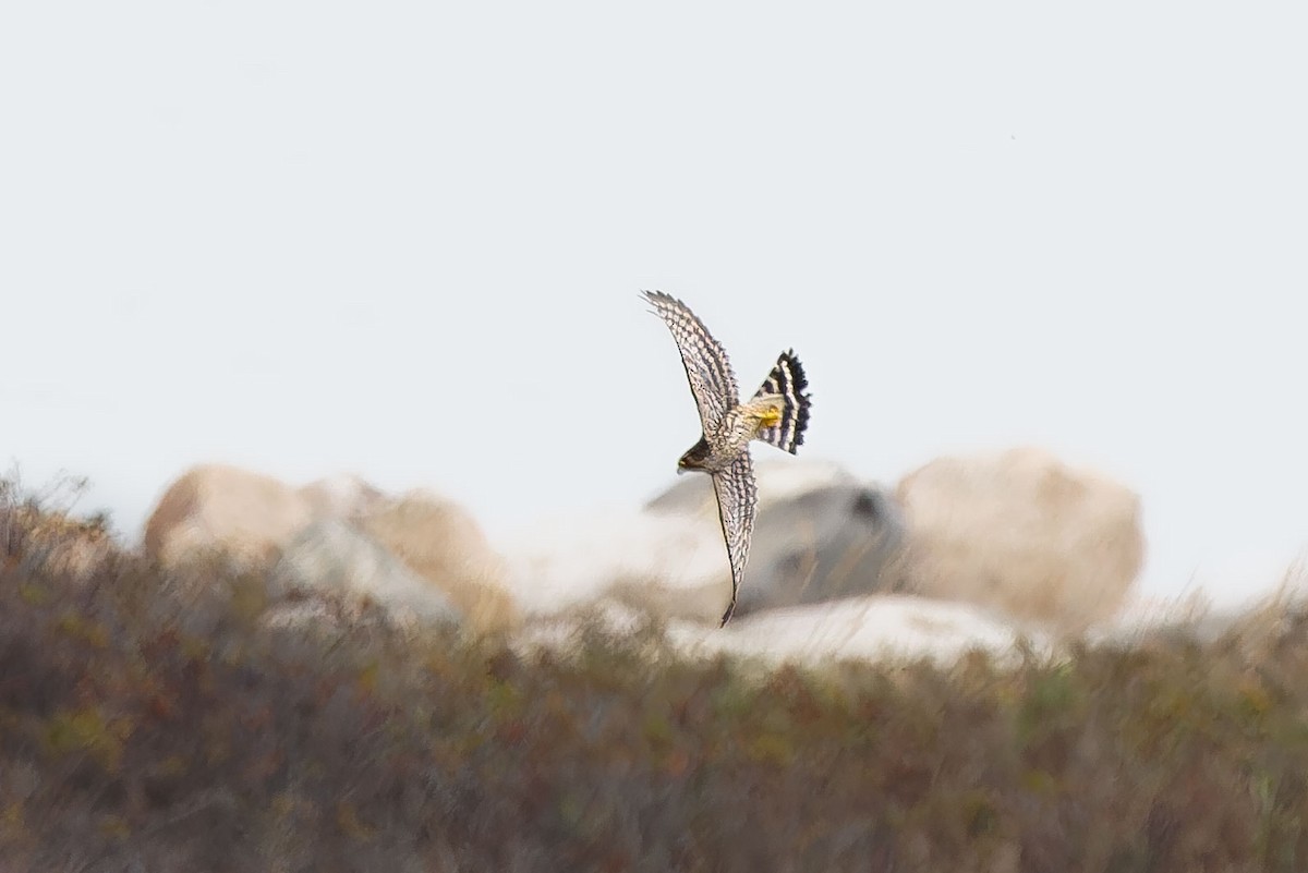 Belatz txikia - ML644627213