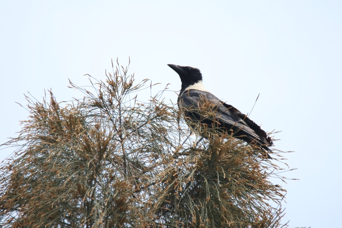 Corbeau à collier - ML644627214