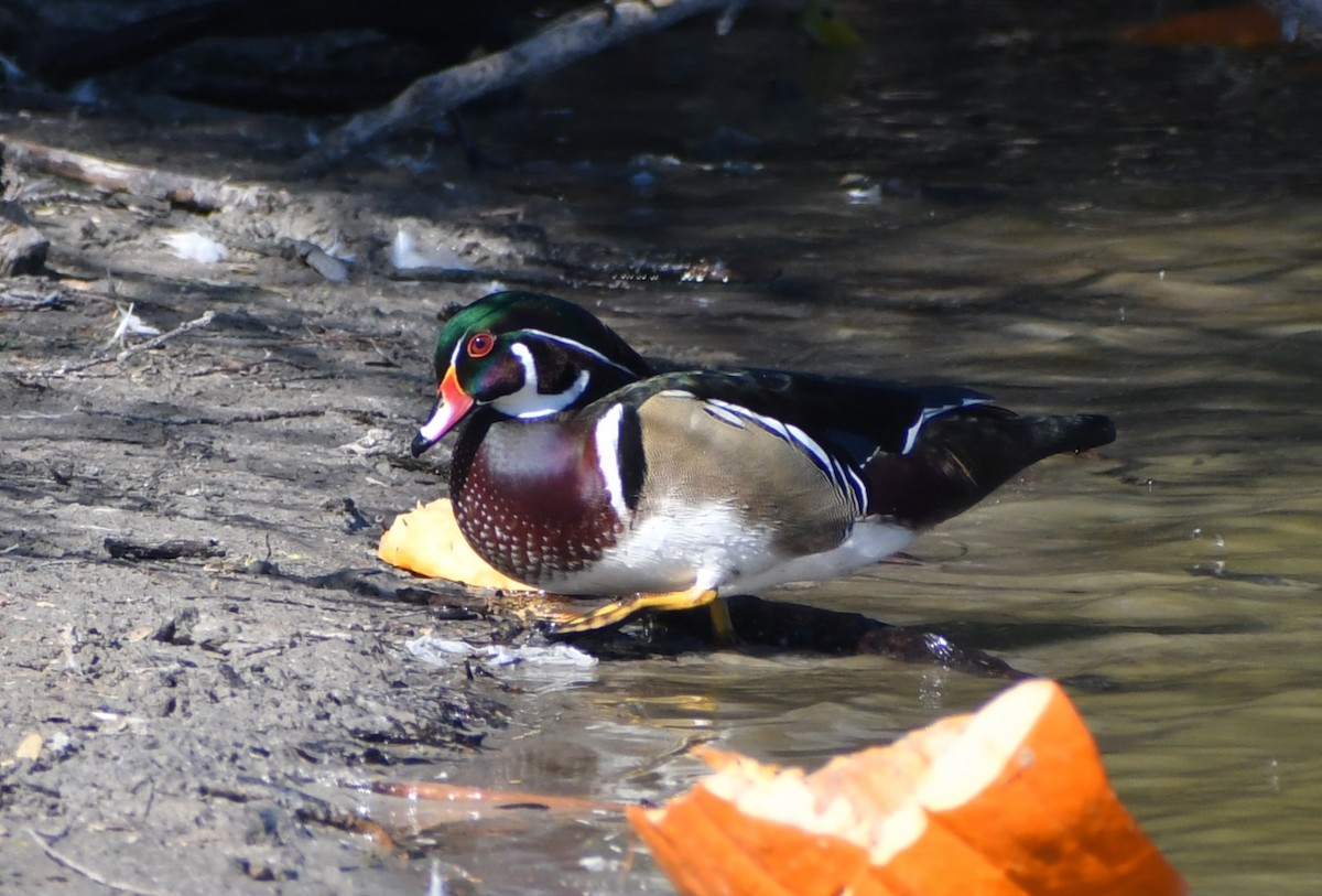 美洲鴛鴦 - ML644627218