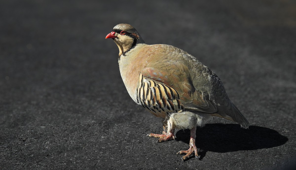 berghøne - ML644627234