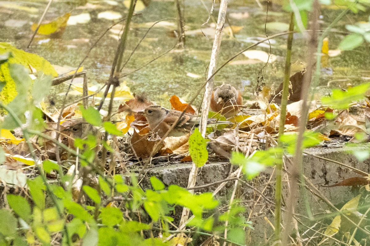 bjørkefink - ML644627241