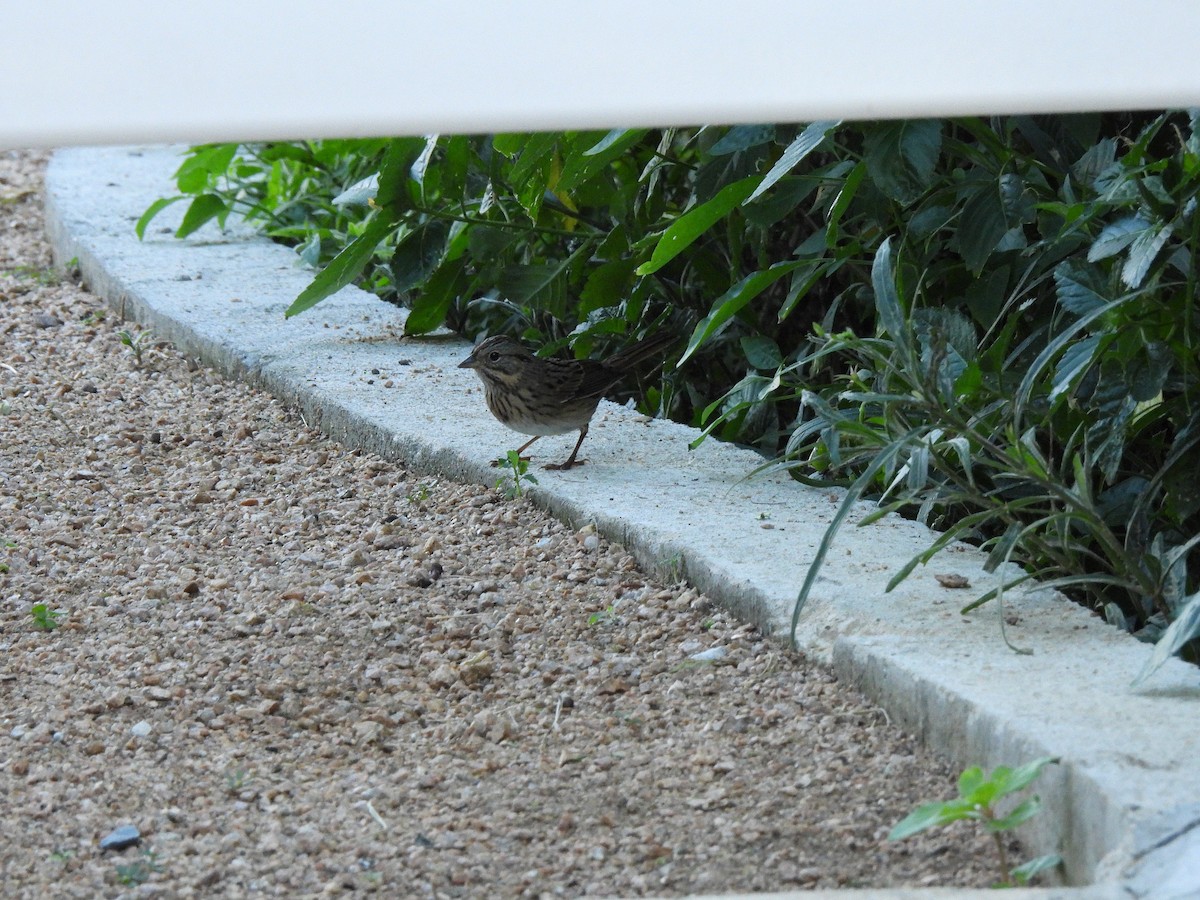 strnadec pruhohlavý - ML644627243