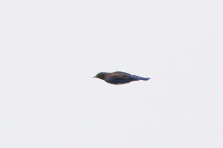 Eastern Bluebird - ML644627244