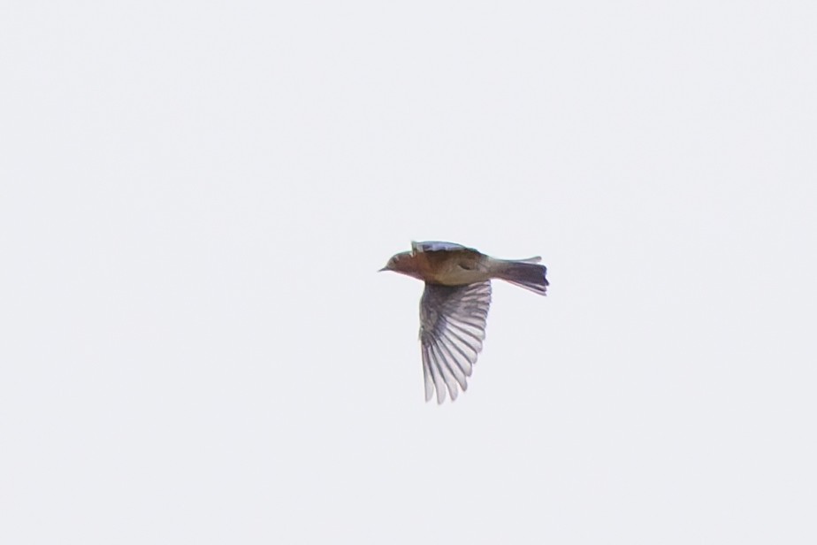 Eastern Bluebird - ML644627245