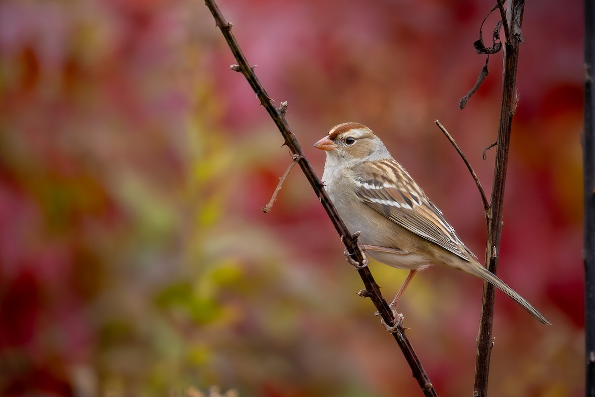 White-crowned Sparrow - ML644627250