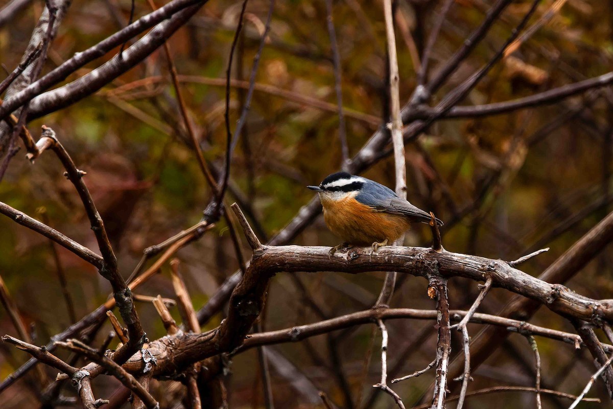 Garrapo kanadarra - ML644627252