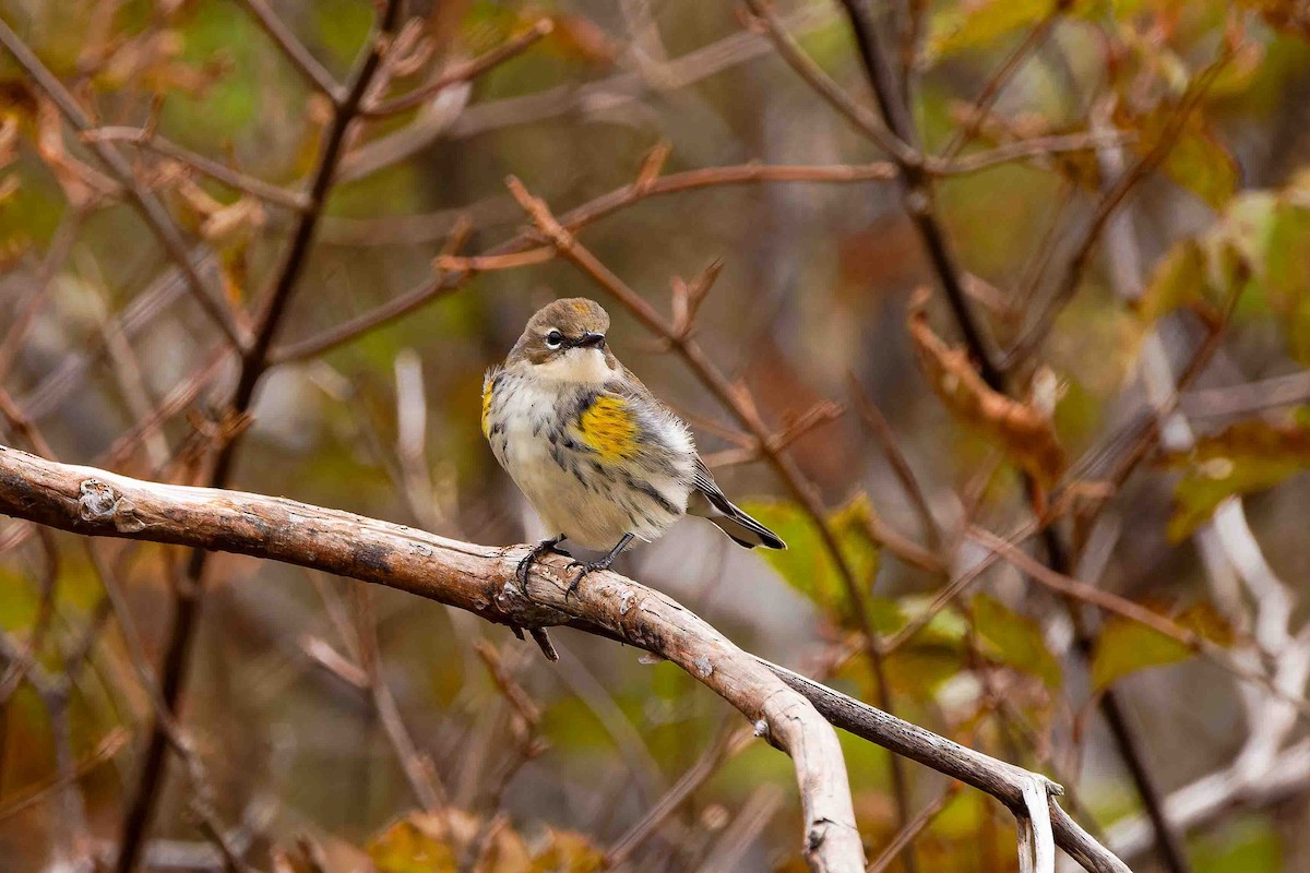 Yellow-rumped Warbler - ML644627256
