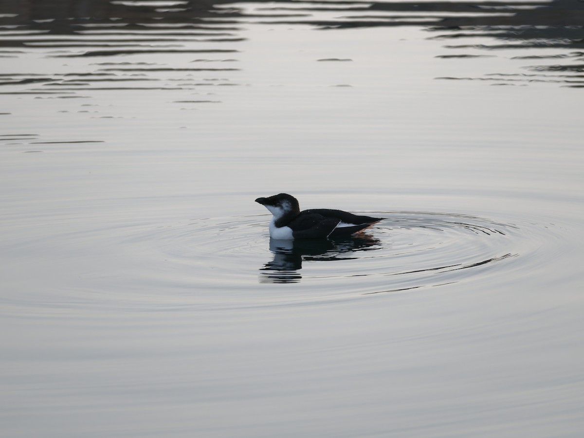 Gazza marina - ML644627261