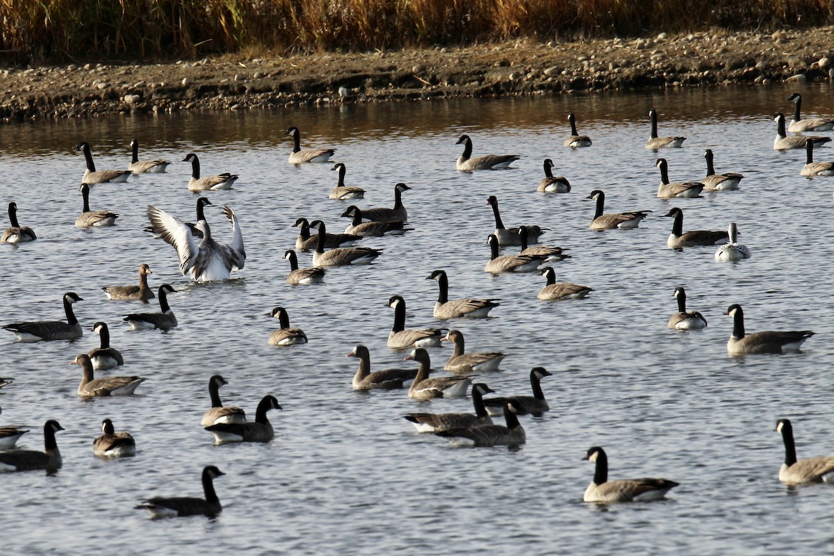 Oie des neiges - ML644627263