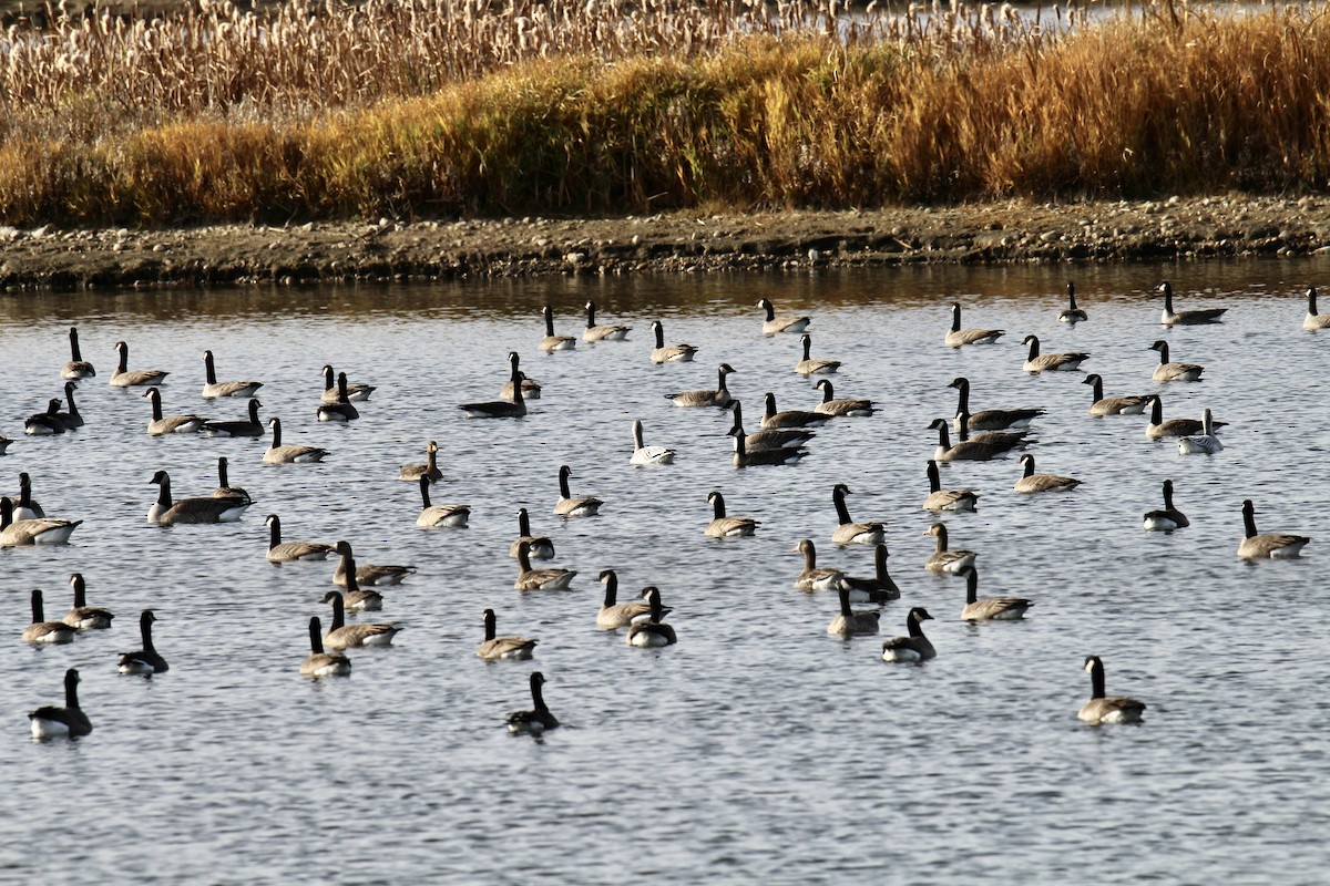 Oie des neiges - ML644627265
